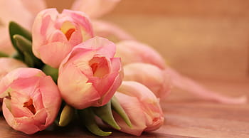 kytice, růžový, pivoňka, tulipány, tulipa, motýl, motýl růžový, květiny, schnittblume, chov tulipánu, jaro