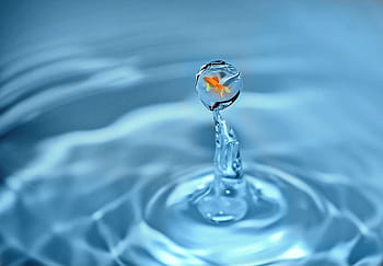 Orange, commun, poisson rouge, goutte d'eau, poisson, eau, nager, goutte, éclaboussures d'eau, surréaliste, fantaisie