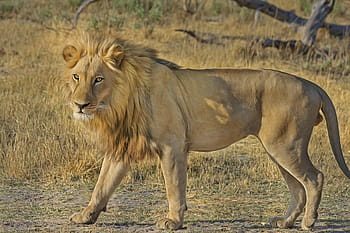 hnědý lev, lev, divoká kočka, safari, Afrika, živočišného světa, volně žijících živočichů, lvice, divoké zvíře, národní park, divočina