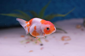 pesce rosso, testa di leone, acquario, d'acqua dolce, domestico, carina, pesce, animale domestico, temi animali, un animale, vita marina