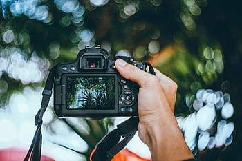 selektivní, zaostřovací fotografie, osoba, hospodářství, dslr fotoaparát, Fotoaparát, Černá, fotografování, rozmazat, bokeh, Příroda
