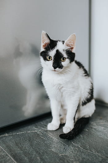 lindo gatito blanco, lindo, blanco, gatito, mascota, gato, gato blanco, gato doméstico, mascotas, animal, mirando