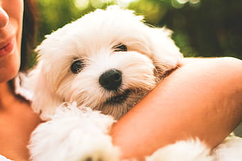 anak anjing maltese, Anjing maltese, anak anjing, anjing, hewan peliharaan, persahabatan, hewan, di luar rumah, orang-orang, imut, kebahagiaan