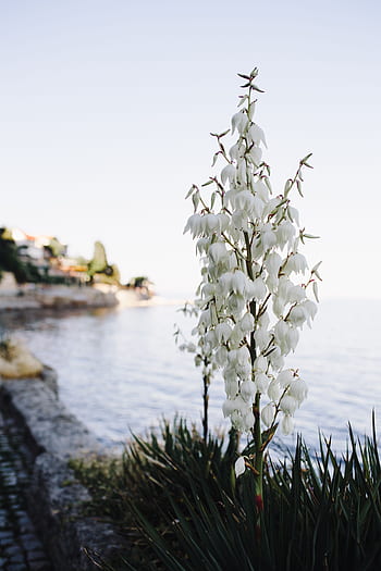 musim panas, bunga-bunga, Flora, putih, alam, Eropa, berkembang, mekar, lezat, Bulgaria, Balkan