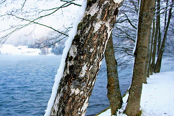 zimní, sníh, jezero alpské, davos, detailní, strom, ratolest, bílý, Příroda, kůra stromu, krajina