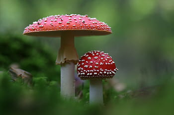 two, red, white, mushrooms, fly agaric, mushroom, autumn, amanita muscaria, fungus, poisonous, nature