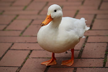 kachna, divoká kachna, bílá kachna, vodní pták, bílý, drůbež, peří, živočišného světa, kachní pták, účtovat, Příroda