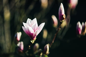 ピンクの春の花、 ピンク、 春の花、 花、 植物、 青い空、 開花、 春、 小枝、 枝、 自然