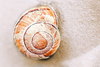 detailní fotografie, hnědý, bílý, shell, písek, detail, fotografie, pláž, oranžový, mušle, hlemýždi