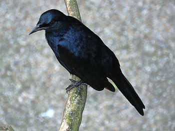 Brainfever Bird, Cuckoo Bird, kuyil bird, black color, one animal, animal wildlife, bird, raven - bird, animals in the wild
