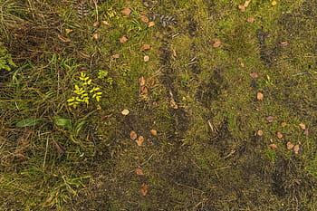 Textur, Boden, Wald, Blätter, Moos, Grün, Weg, Hintergrund, Struktur, Texturen, Natur
