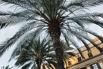 Palmeiras, Espanha, verão, natureza, árvores, viagem, férias, mediterrâneo, barcelona, ​​palmas, trópico