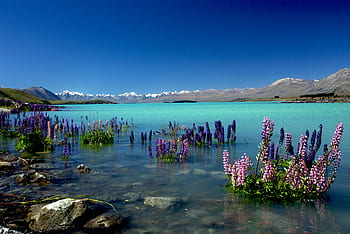 Russell, Lupins, Lake Tekapo, NZ, body of water, flowers