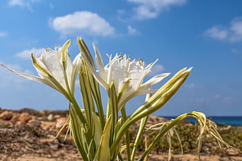 pancratium maritimum, lily, flower, sand, plant, flora, nature, cyprus
