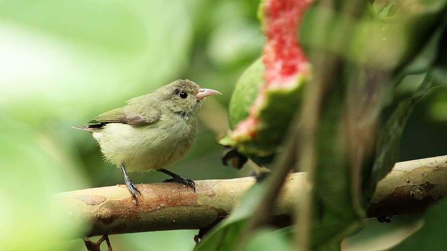tickell's, flower, pecker, bird, avian, little, nature, wildlife, outdoors, wild, garden