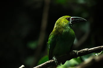 verde, uccello, tronco d'albero, selettivo, fotografia, lungo, becco, animale, foresta, albero, ramo