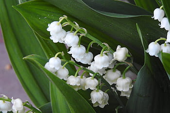 Konwalie, peut, floraison, printemps, la nature, fleurs, plante, Lys blancs de la vallée, fleur, une plante de jardin, fleurs de printemps