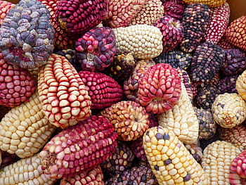 assorted-color corns, corn, maize varieties, peru, colorful mais, corn sales, market