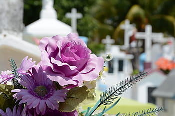 selective, focus photo, purple, rose, daisies, bloom, cementerio, flor, cemetery, death, grave