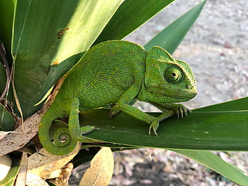 chameleon, nature, reptile, colorful, green, camouflage, animals, lizard, texture, eye, exotic