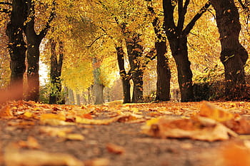 secco, le foglie, grigio, calcestruzzo, sentiero, circondato, Marrone, alberi di foglie, giorno, alberi, viale