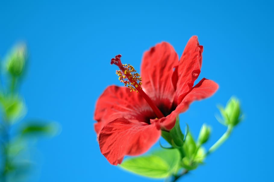 flor, naturaleza, planta, verano