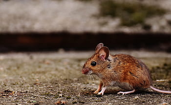 Mouse, Rodent, Cute, Mammal, Nager, nature, animal, wood mouse, apodemus sylvaticus, mice, fur
