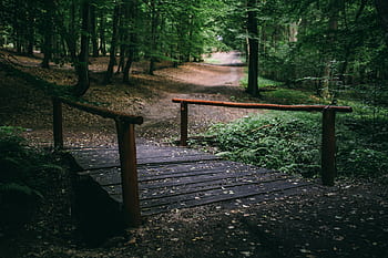 verde, grama, folhas, árvores, floresta, parque, caminhada, ao ar livre, turismo, caminho, bosques