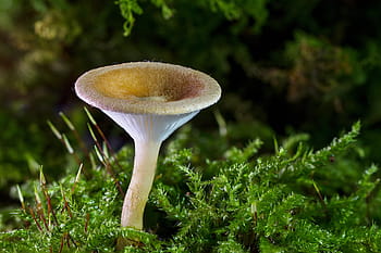 fehér, gomba, zöld, fű, mini gomba, szivacs, kis gomba, moha, erdő, ősz