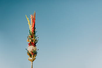 pascua, cristiana, iglesia, celebración, folk, polaco, Polonia, religión, tradición, tradicional, niedziela palmowa