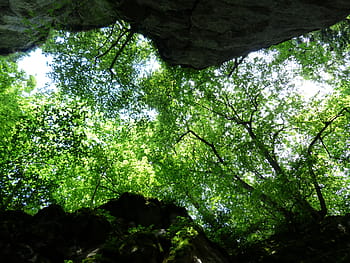 canopy, trees, green, foliage, upward, rock, cleft rock, sheep mountain, gorge, swabian alb, zollernalb