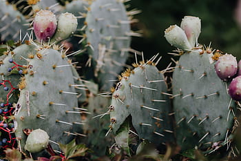 opuntia, kaktus, buah, pir berduri, paku, tanaman, berduri, pir