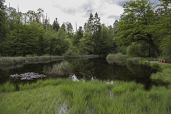 brughiera, palude, conservazione della natura, zone umide, riserva naturale, stagno, mistico, umore, natura, Gerzensee, Waldsee