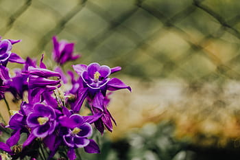 Aquilegia vulgaris, bunga, ungu, European Columbine, violet, Flora, mekar, botani, kelopak, bersifat merpati, alam
