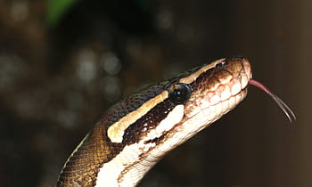 snake, ball python, python regius, beauty, brown, ballpyhton, mojave, head, exotic, close, constrictor