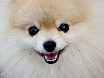 dospělý, béžový, opálení, pomeranian, trpasličí špic, malý pes, načechraný, sladký, hravý, měkký