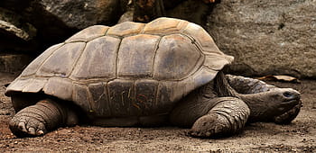 hnědý, želva, přízemní, obří želvy, zvířat, voda, obrněný vůz, zoo, plaz, skořápka želvy, pomalu