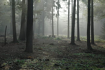 brown forest, forest, woods, trees, foggy, fog, foliage, mist, misty, landscape, nature