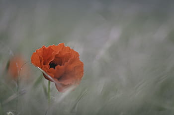 selektivní, zaostřovací fotografie, Červené, makový květ, soustředit se, fotografování, oranžový, mák, květ, květiny, Příroda