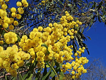 wattle, acacia, australian, native, flower, tree, nature