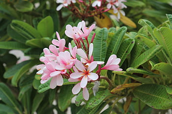 plumeria, plumeria rossa, flo, rosso, tropicale, frangipani, natura, flora, giardino, fiori, bianca