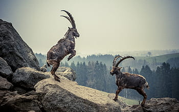 dua kambing coklat, capricorn, batu, hewan, gunung, alpine ibex, alpine, tanduk, pertarungan, mamalia, alam