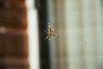 selective, focus, brown, spider, web, barn, photography, insects, animals, one animal, animal themes