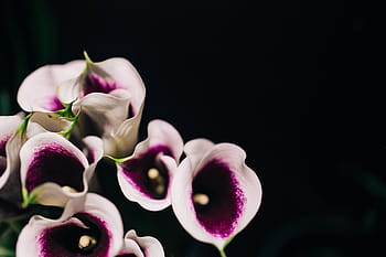 花、 植物、 クローズアップ、 緑、 自然、 花弁、 蘭、 ピンク色、 マクロ、 黒背景、 花の頭