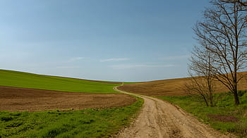 cesta, střední, zelená, pláně, pole, pruh, Příroda, strom, tráva, polní cesta, venkovské scény
