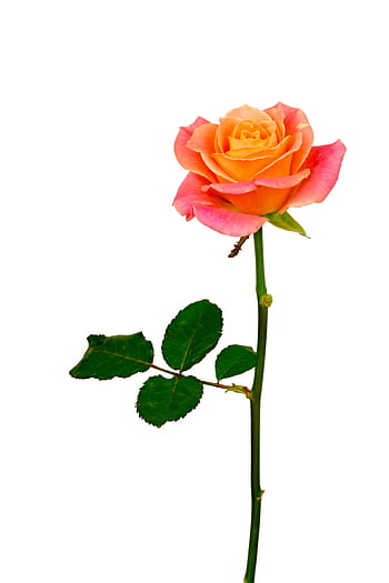red rose flower, flower, rose, orange, pink, pink rose, bloom, flowers, macro, rose - flower, petal