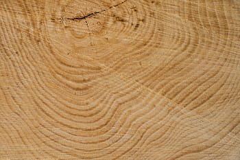 untitled, wood, structure, tree, texture, annual rings, grain, light brown, log, nature, dry