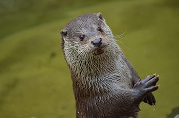 black wet weasel, black, wet, weasel, otter, cute, animal, mammal, wildlife, nature, animals In The Wild
