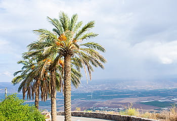 landscape, palm trees, israel, sky, nature