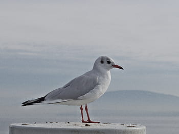 Vogel, Weiß, Oberfläche, draussen, selektiv, Fokus, Fotografie, Möwe, Tiere, ein Tier, Tierwelt